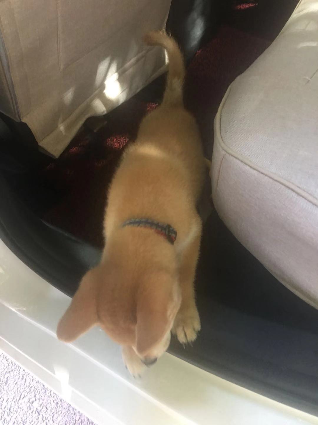 科普宠物常识大全书,科普宠物知识