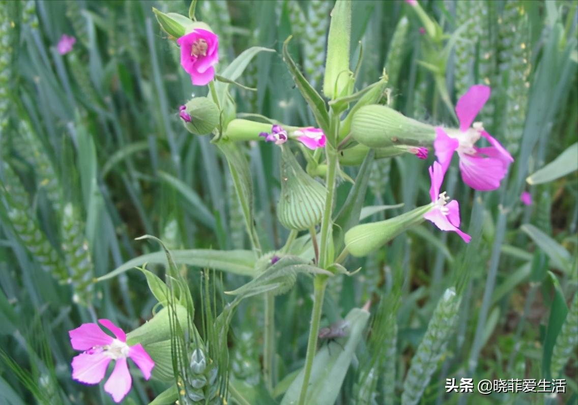 常见野草名称大全,农村常见野草名字大全