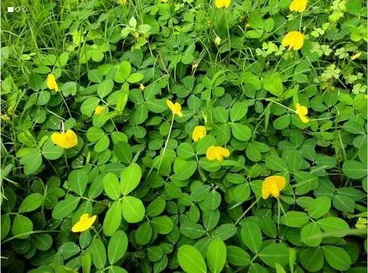 100种常见观叶植物图鉴史上最全,农村常见的100种植物