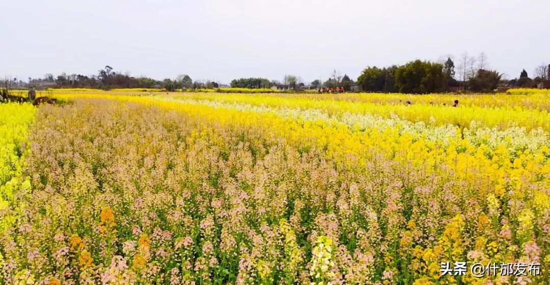 不负好春光文章,不负好春光的上一句