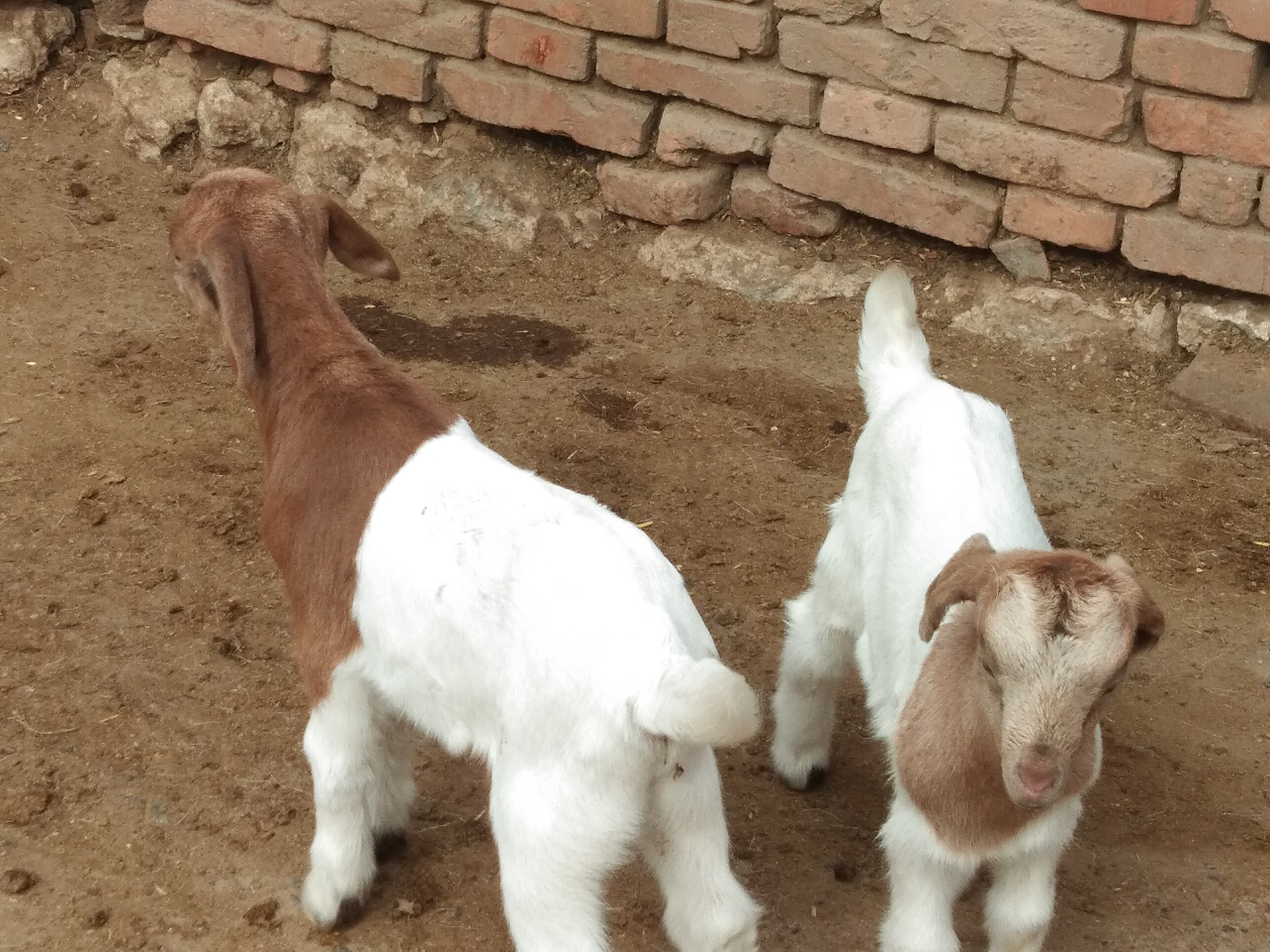 养羊拉稀怎么治和预防,小羊拉稀喂什么最好