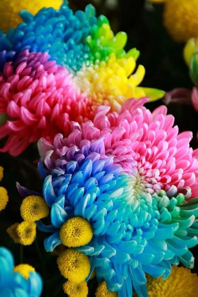 花中四君子菊花国画用笔,花中四君子菊花高清图片