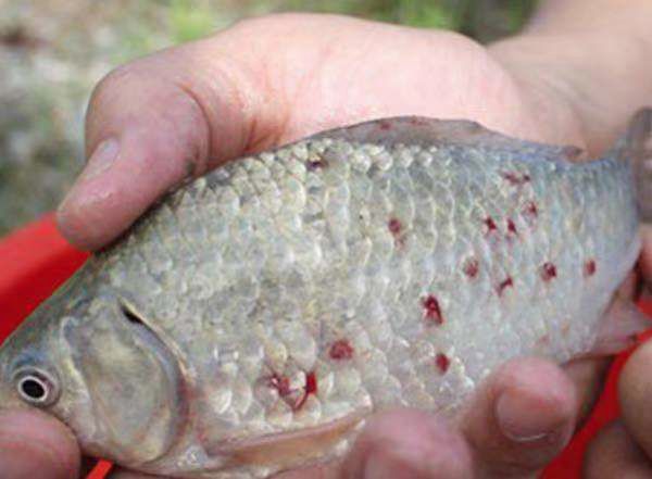 锚头鳋对鱼的危害,观赏鱼有锚头鳋用什么药