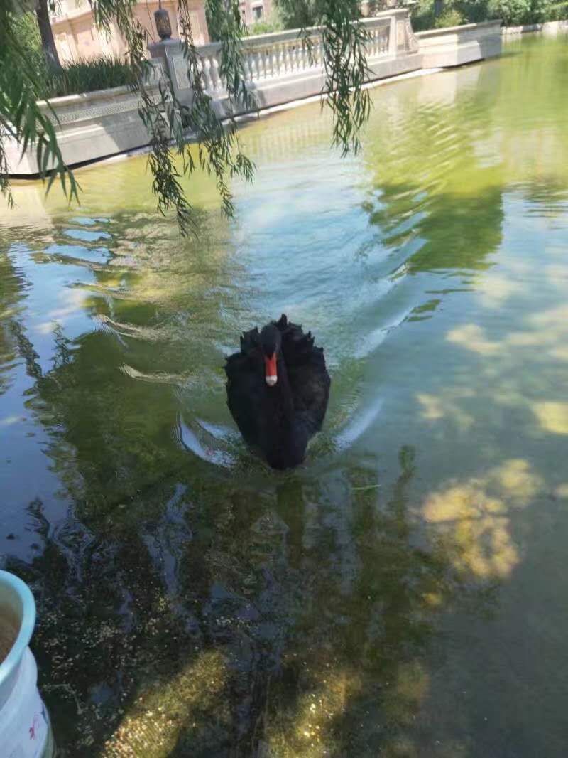 绿地城二期绿化乌鲁木齐,乌鲁木齐中海万锦公馆绿化环境