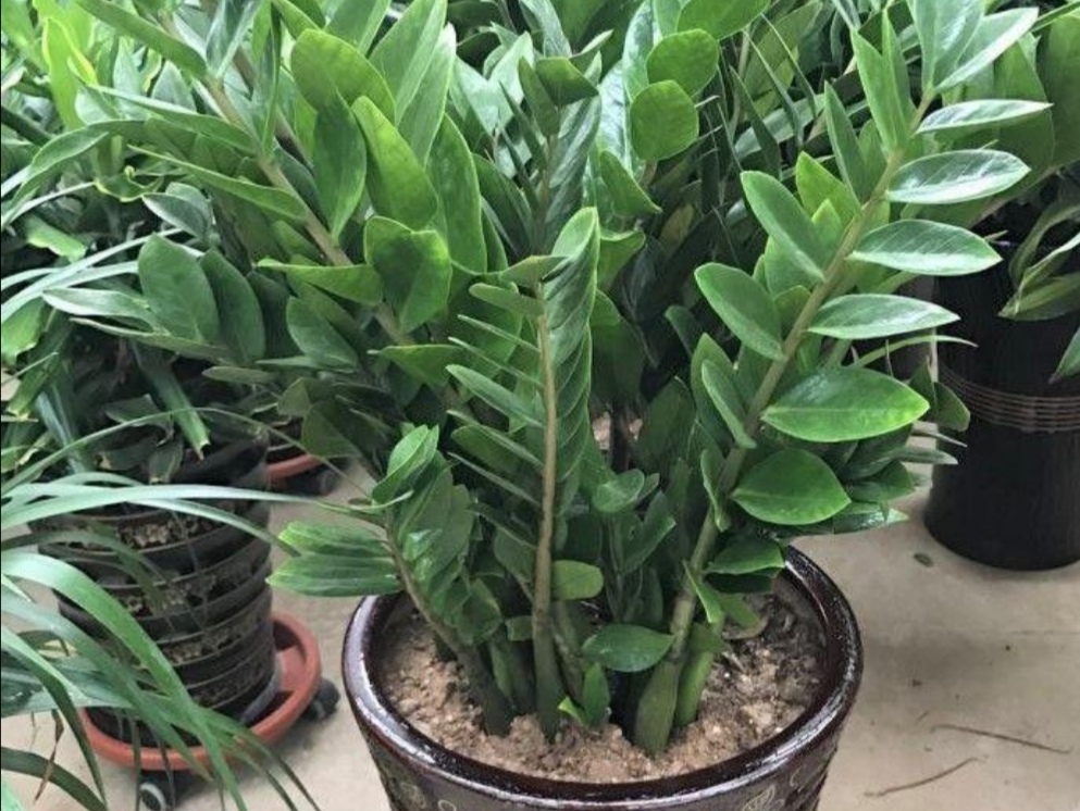 零下三十度户外养花,外面养花