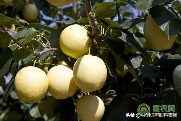 梨树腐烂病防治视频,草木灰治梨树腐烂病吗