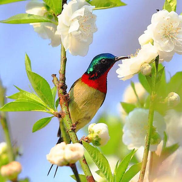 蜂鸟与太阳鸟区别,太阳鸟就是蜂鸟吗
