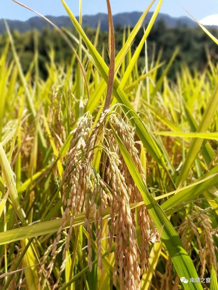 漳州南靖：有一种美，叫秋天的南靖