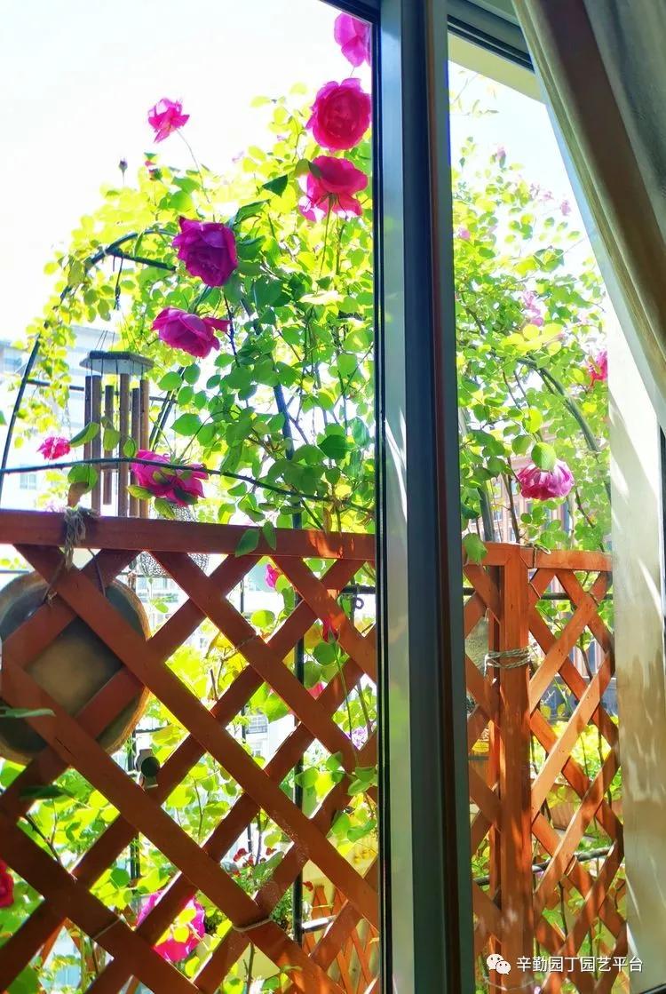 （2021）园丁奖阳台组《008号》星星的花园