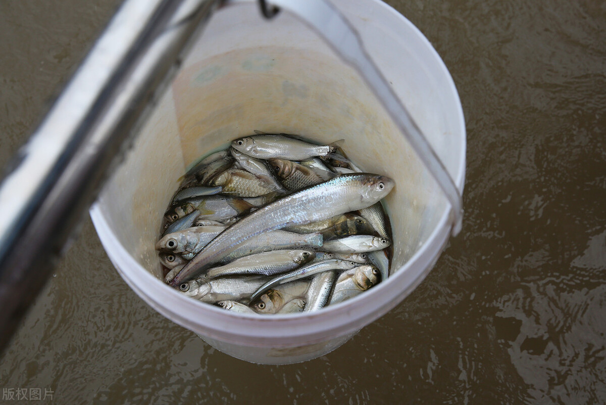 麦鲮侵入南方水系,30年成“珠江一哥”,真比罗非鱼还难缠?