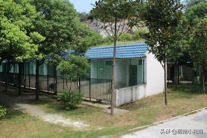 去犬舍买狗如何避免被坑,犬舍买狗注意事项