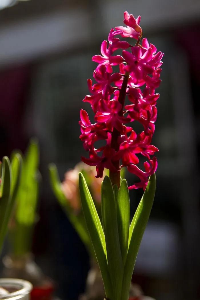 风信子花养护管理,风信子养护温度