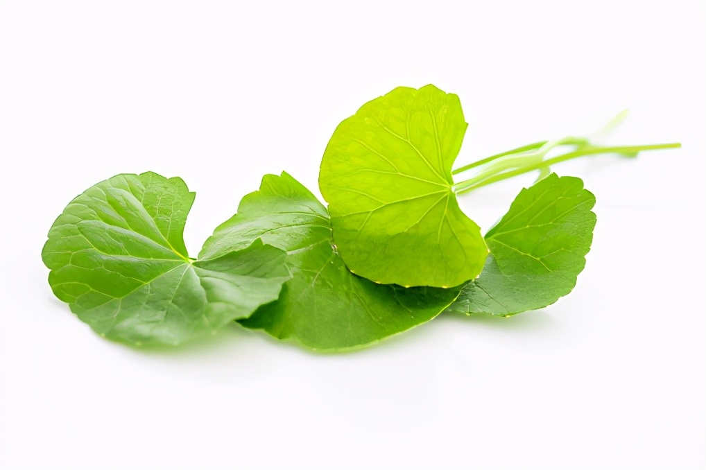 化妆品公认有效的植物提取物,化妆品中草本提取物是真的吗