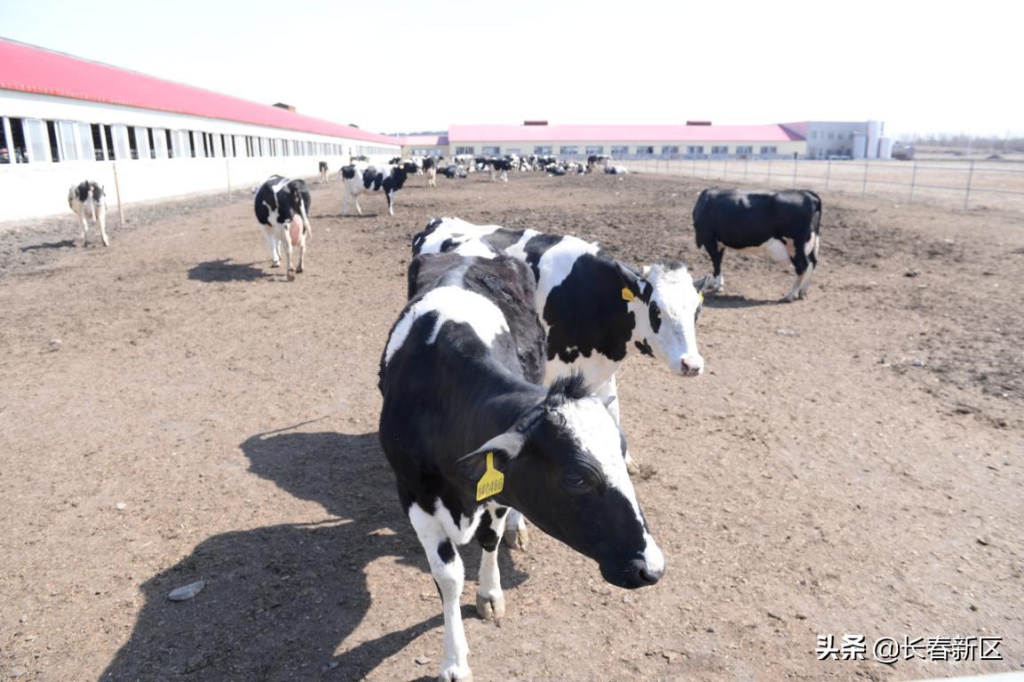 产品之窗——广泽乳业有限公司——巴氏奶、奶酪等系列乳制品