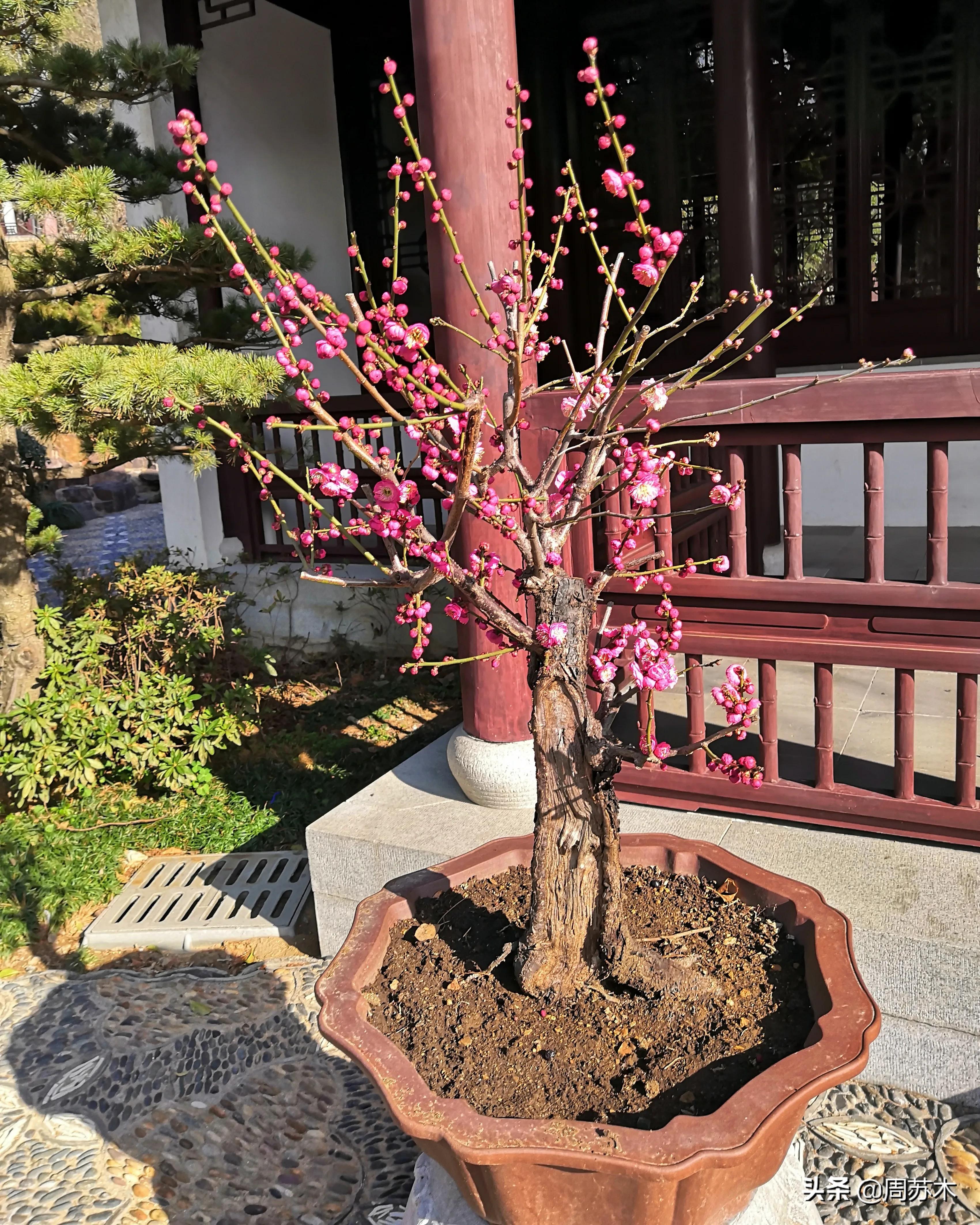 赏梅胜地图片,苏州香雪村赏梅最佳时间