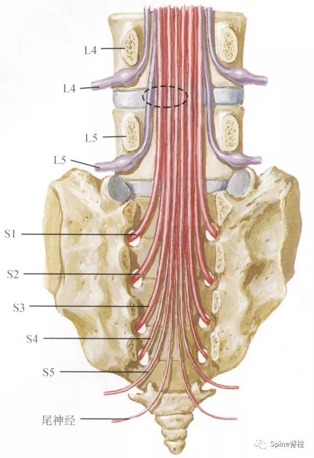 下肢疼痛是腰椎间盘突出引起的吗,下肢放射痛查不出原因