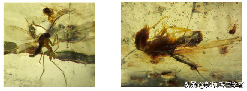 揭穿琥珀整容化妆造假*规则潜**