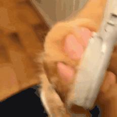 猫每年剃一次毛,可以把猫的毛剃了吗