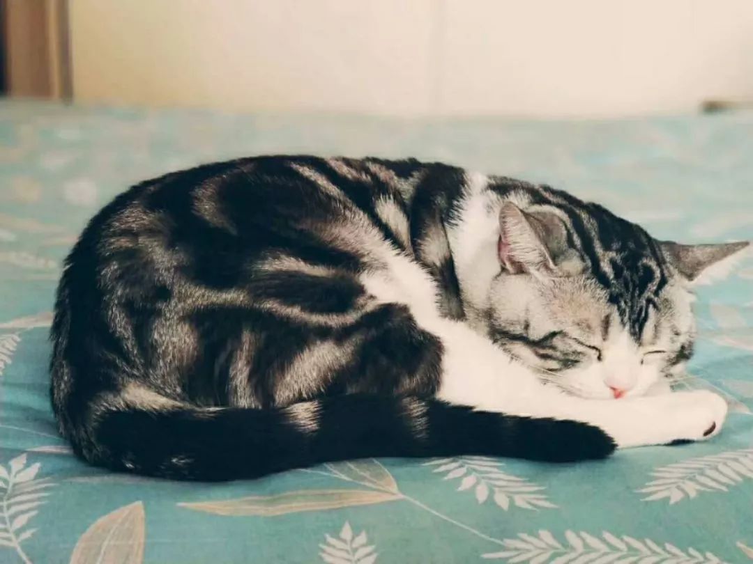 猫咪得了抑郁症后该怎么治,猫咪得了抑郁症该怎么治疗