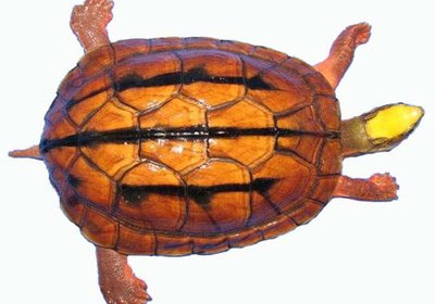 两栖龟陆龟海龟区别,陆地龟和陆龟是一个品种吗