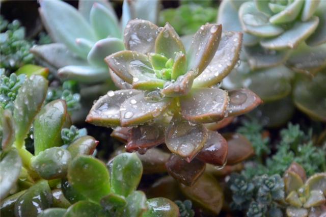 养多肉姬胧月怎么让它快速长大,姬胧月多肉怎么养护