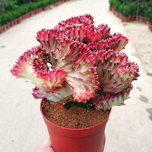 彩春峰的风水寓意,彩春峰的品种怎么养