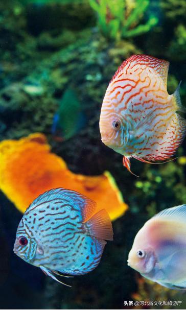 海洋公园特价35元起,快来唤醒来自世界各地的海洋居民吧!