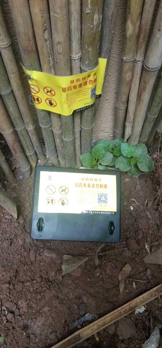 昆明灭鼠杀虫公司,重庆除虫灭鼠选哪家