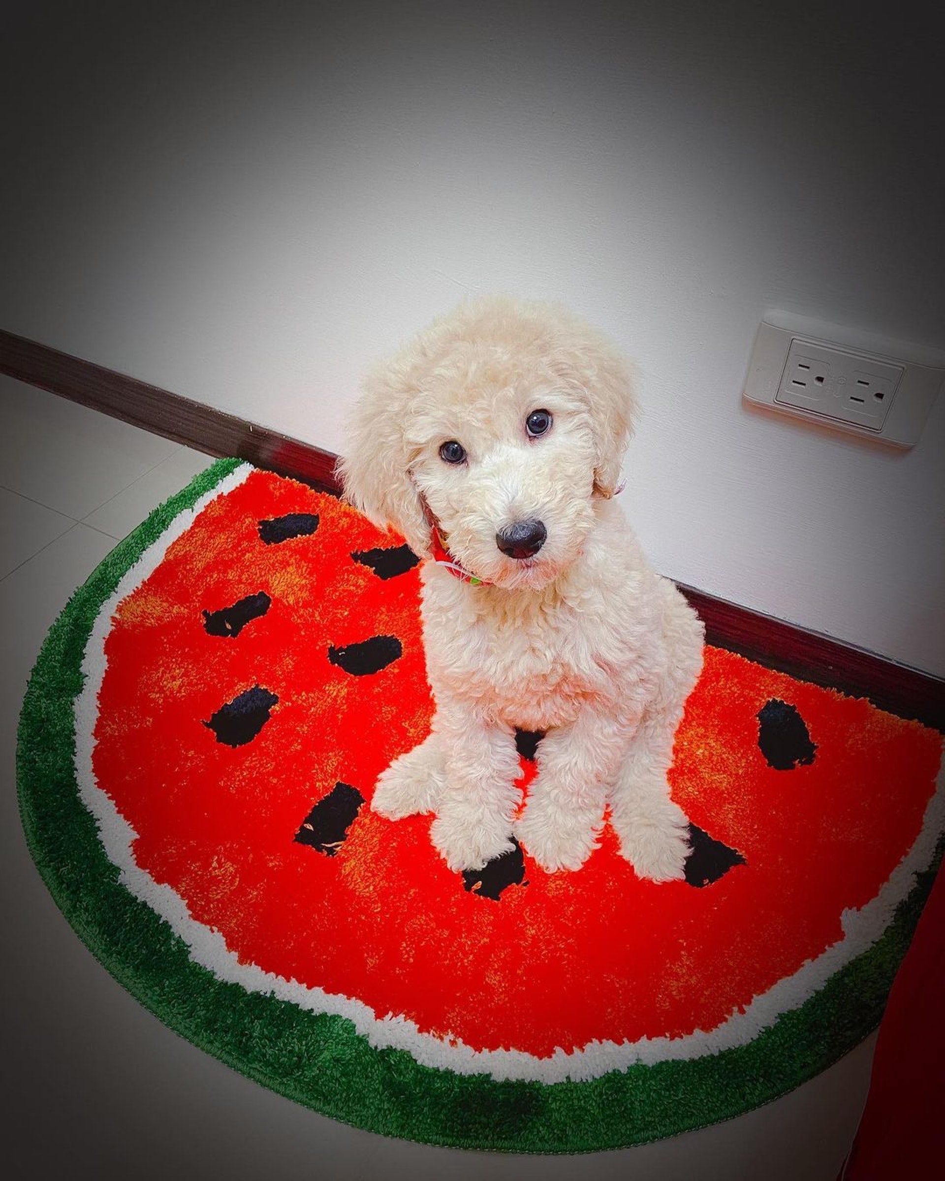 巨型贵宾犬发狂,巨型贵宾犬在家乱叫