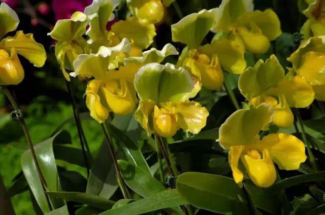 奇花异草图片,奇花异草的赞美句子