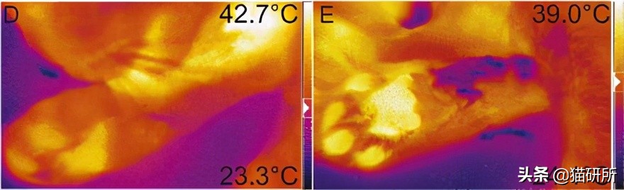 猫咪夏季好物推荐平价,猫咪防抓好物推荐