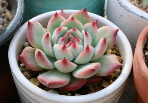 多肉出锦怎么养好看,多肉出锦水配方