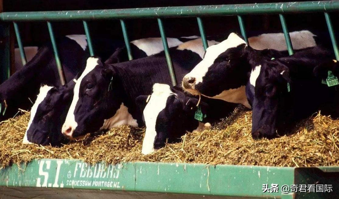 代购没买到东西可以退款吗,代购没有买到货需要赔偿损失吗