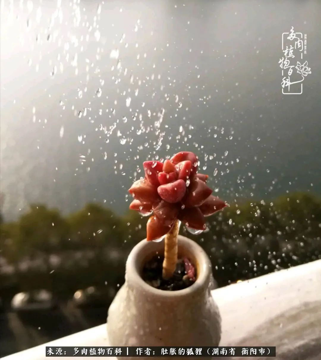 多肉用大盆养好还是用小盆养,多肉用石子养好还是用土养好