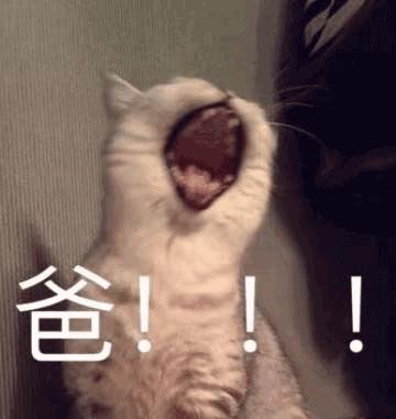 宠物中暑的症状及处理方法,避免宠物中暑的方法