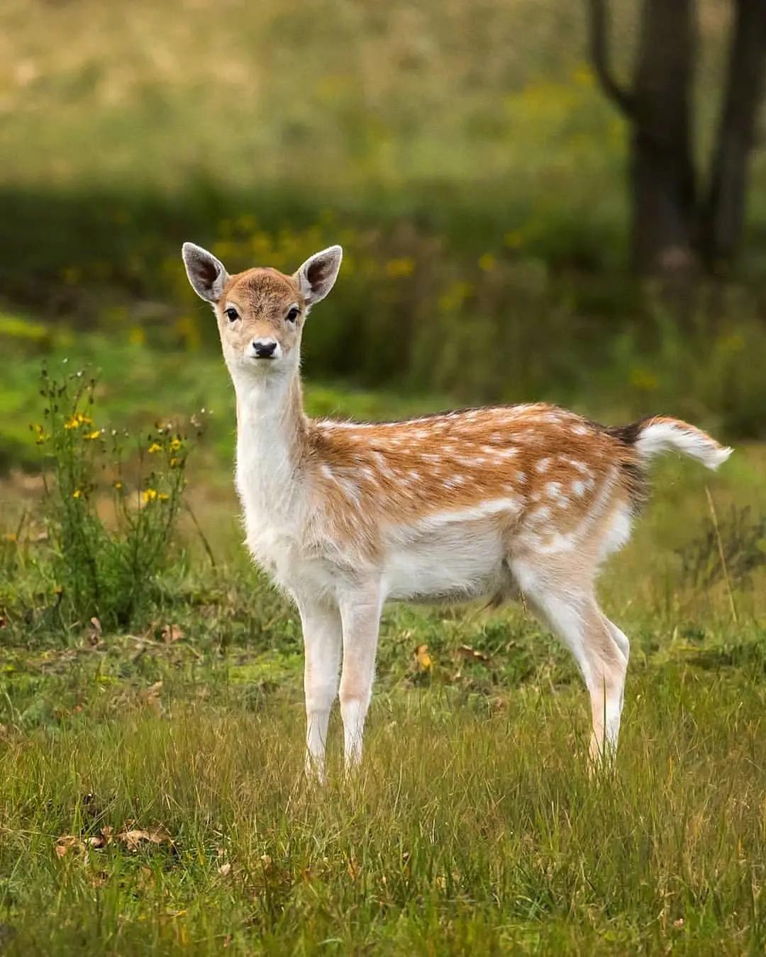 中药的起源发展英语,中药的起源和中药的发展