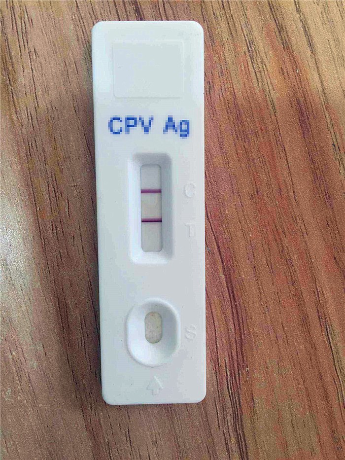 辟谣迷你狗的谣言,狗狗细小成犬后还会得吗