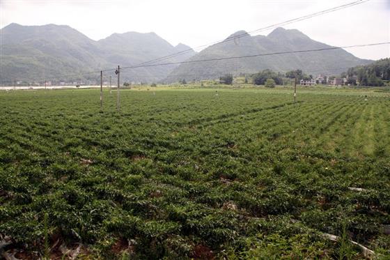 黄山的金凤凰,山沟里的金凤凰湖北
