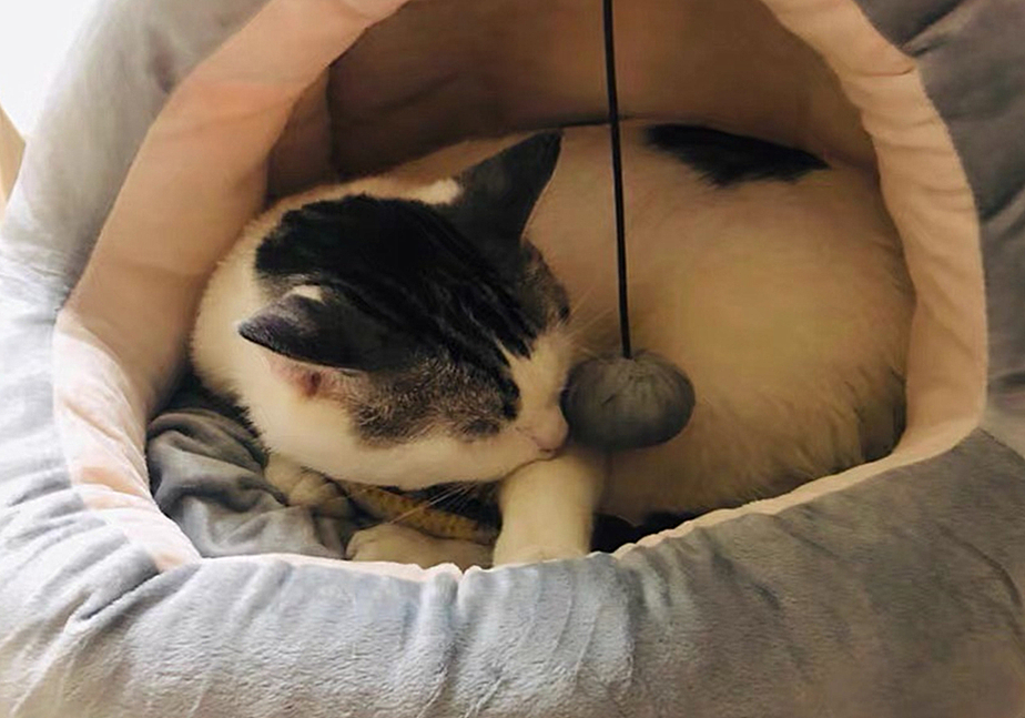 猫咪的肛门腺不一定要挤，但前提是主人做好定期检查