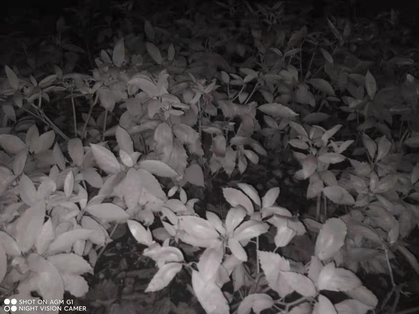 agmg1pro手机值得买吗,agmg1pro