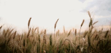 砧板变黑怎么搞干净,怎样去除砧板发霉变黑