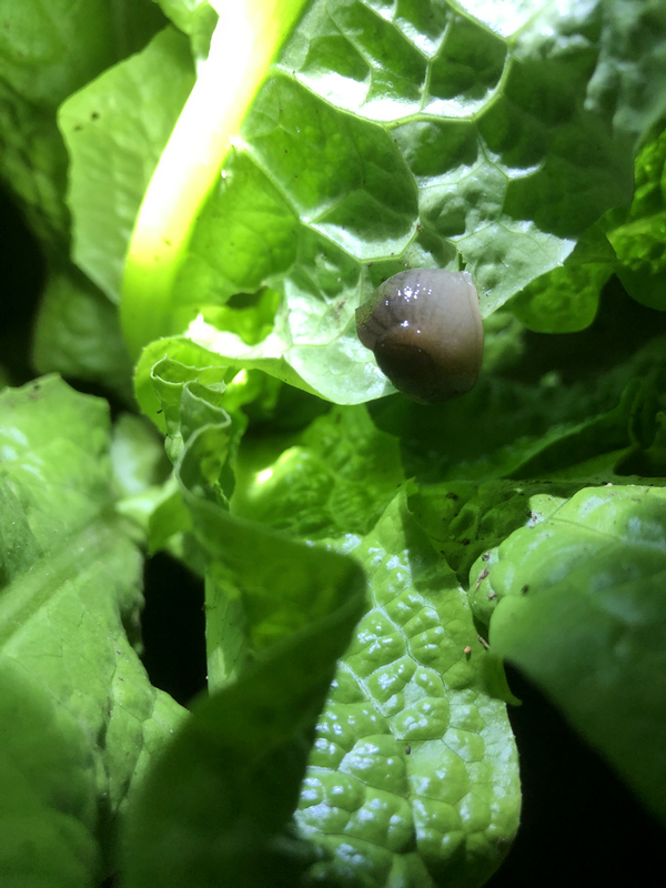 鎮夊凹鐤儏鎶ラ亾,鎮夊凹鑿滃湴闄よ櫕瑙嗛