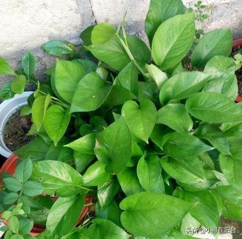绿萝叶片发黑，喷一点这，30天绿回来，叶片多又大、油绿发亮！