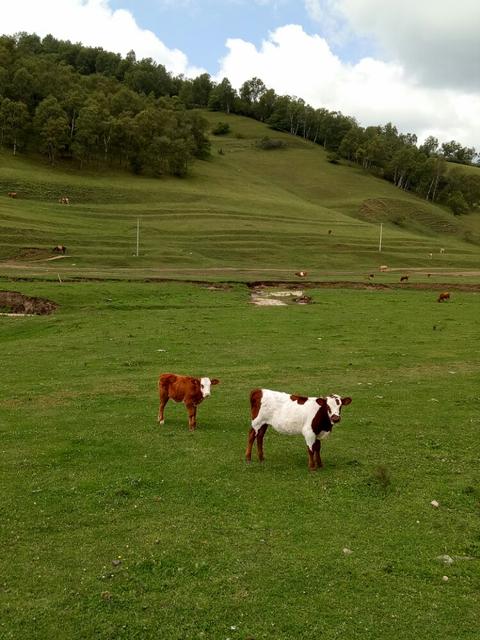 关中牧歌,陕西关中牧歌