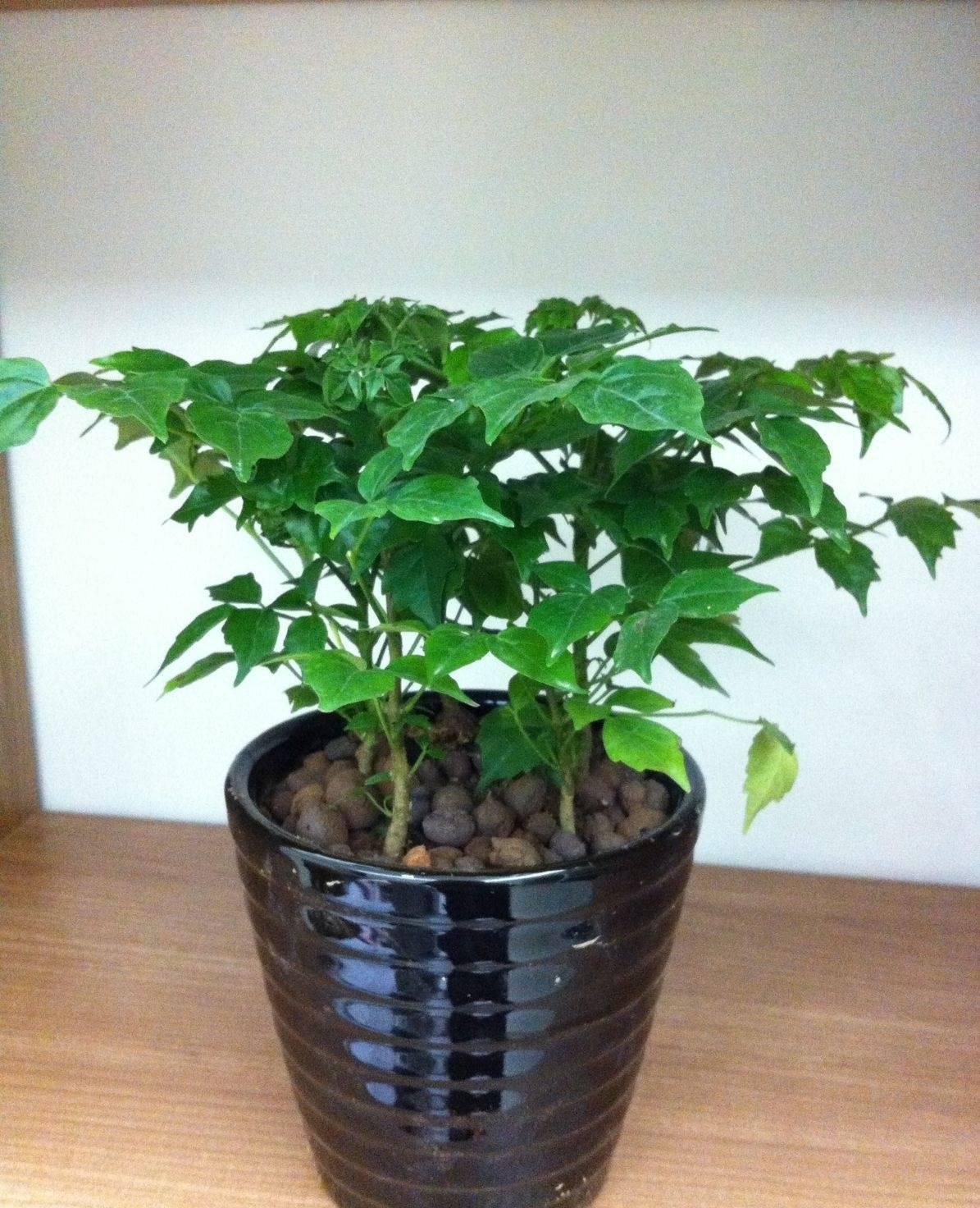 什么花适合在室内养去新房甲醛,装修完房子养什么花可以去除甲醛