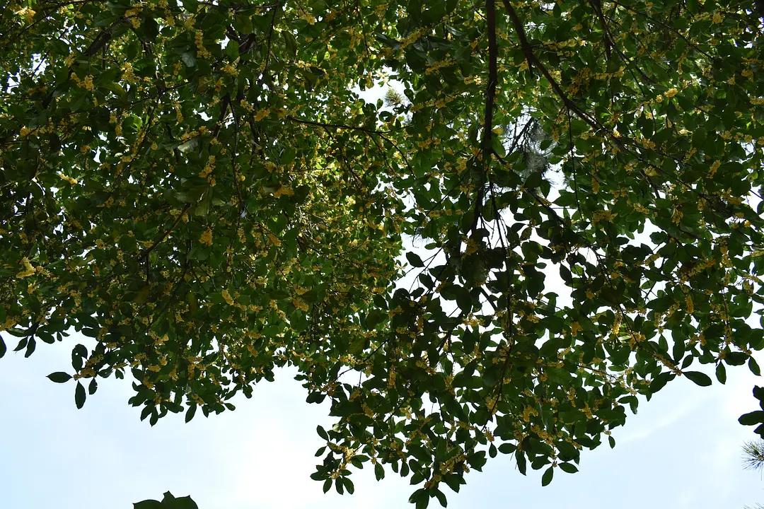 苏州城东北隅的赏桂佳处——耦园