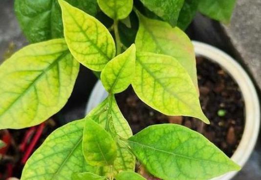 花卉盆栽叶子发黄怎么处理视频,盆栽花草生病怎么解决