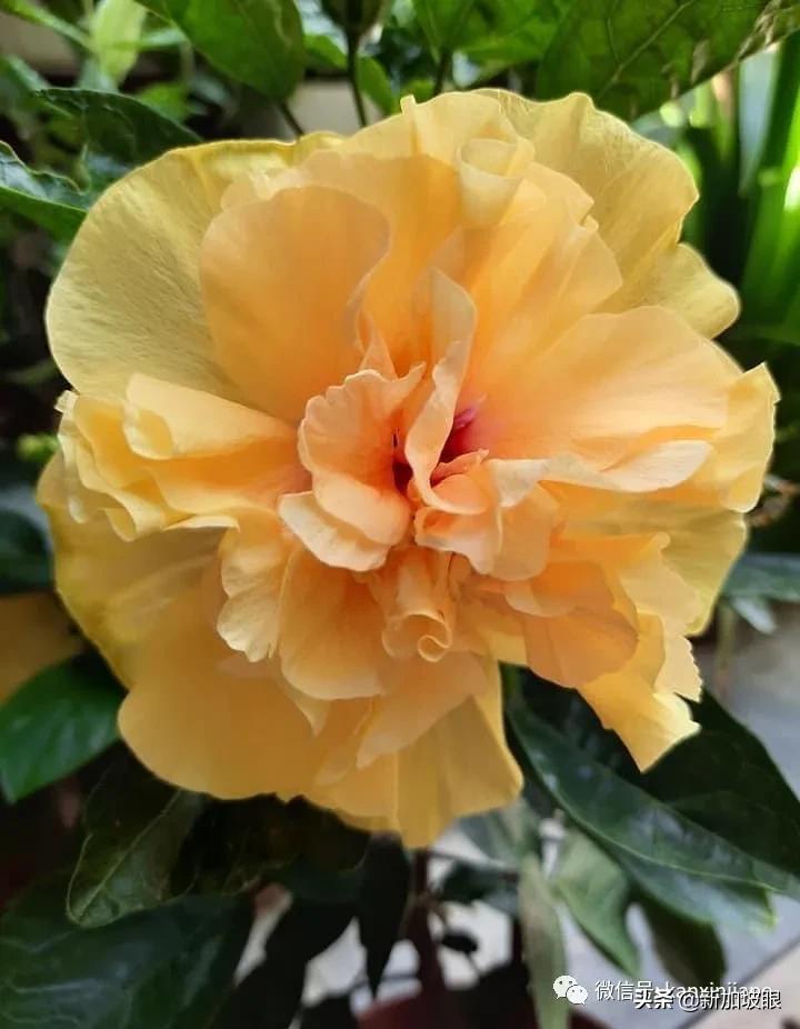 大红花和扶桑木槿有什么区别,木槿花和扶桑花哪个品种好