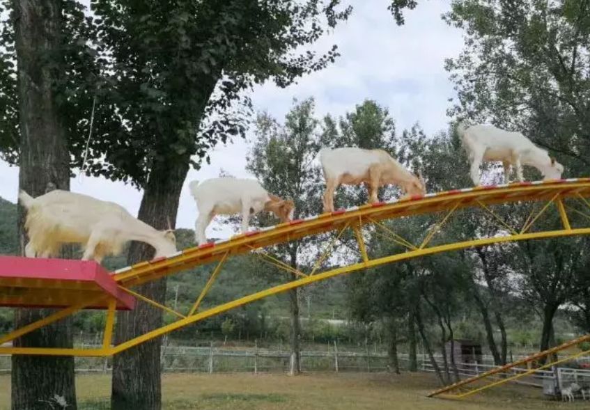 大连铭湖牧场和三寰牧场区别,大连铭湖牧场现在草绿了么