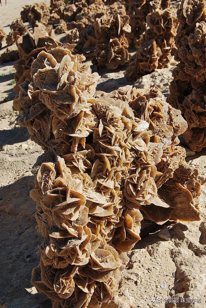 寒冷冬日，让那些永不凋零的“石头花”来温暖你